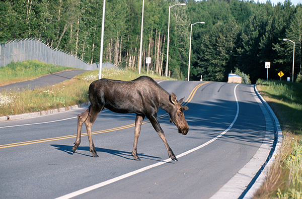 Moose Crossing A Road