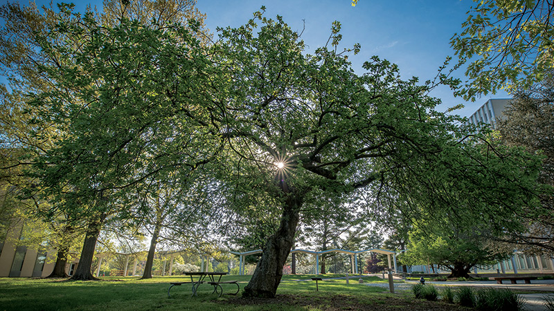 NIST Gaithersburg’s Newton apple tree on a spring morning. Like its more famous ancestor, the tree continues to produce apples, although they taste terrible. The deer don’t seem to mind, though. Photo by Stoughton/NIST.
