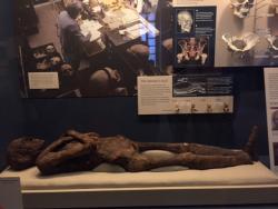 Mummies at the Natural History Museum
