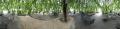 This is a panoramic photo from inside the really cool spot to eat lunch on NIST's campus.  Yup--you're inside a tree.
